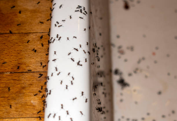 Best Pest Control Near Me  in Cresson, TX